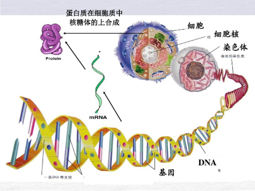 91视频成年版