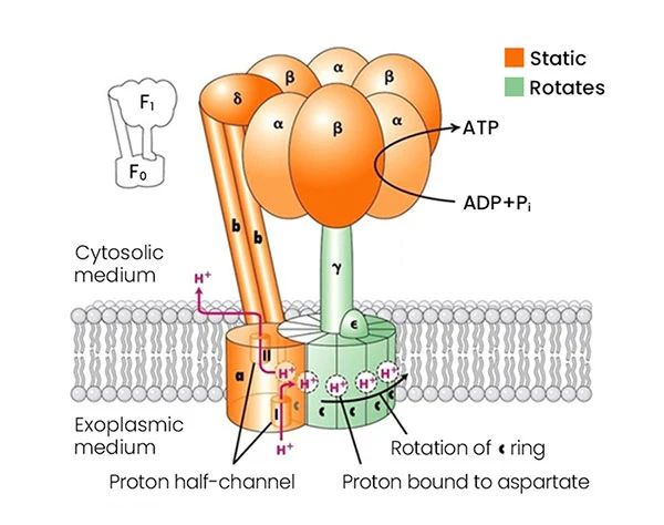 ATP質子泵