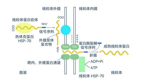 熱休克蛋白合成