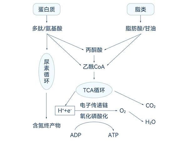 蛋白質和脂肪酸的降解