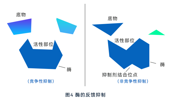 酶的反饋抑製